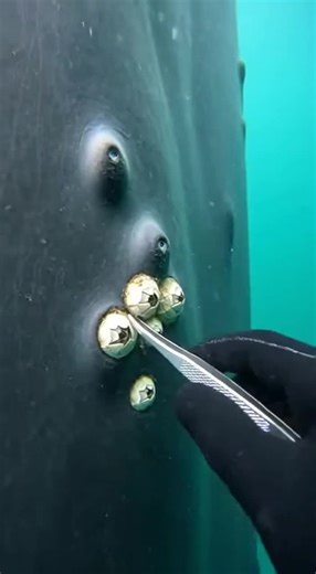 Exploring Dense Whale Barnacles Underwater