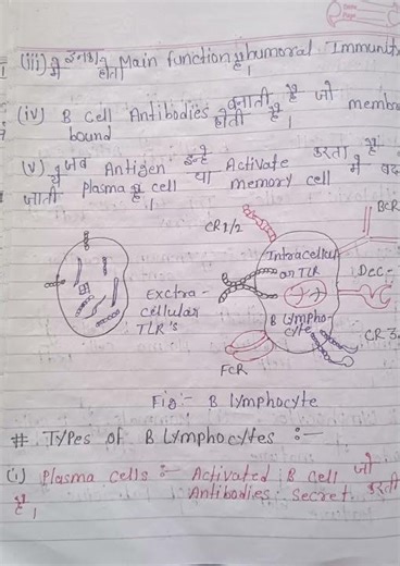 cell immune system: structure and functoin etc complete notes 📝for zoology Msc and Bsc student👩‍🎓