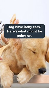 Wondering why your dog has Itchy ears? Watch this video to learn about four common causes. A soothing ear cleaner for dogs like Oxyfresh Pet Ear Cleaner offers fast, relief for itchy ears. | Oxyfresh