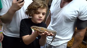 Watching the world’s largest gecko hatch turns into a once-in-a-lifetime moment