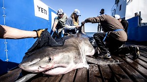 De meilleurs outils pour suivre les grands requins blancs au Québec