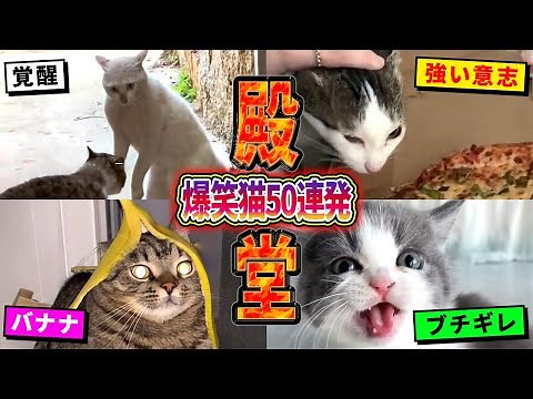[50 Funny Cat Videos That Have Been Inducted into the Hall of Fame!] A collection of funny cat vi...