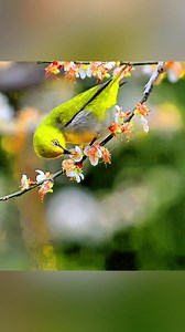 Spring is coming | Nature And Wildlife