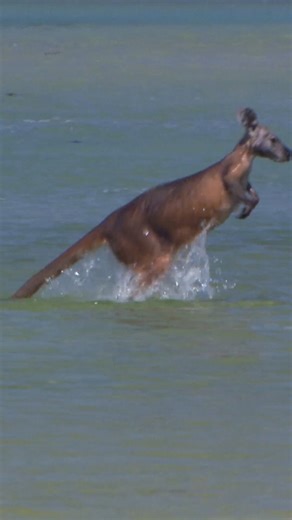58K views · 424 reactions | Moose are MARATHON swimmers?! 龜勞 #NaturesStrangestMysteriesSolved | Discovery Channel UK | Facebook