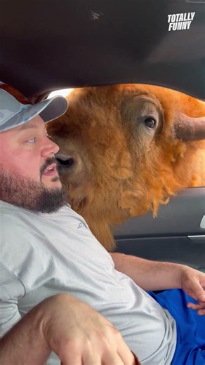 Bison doesn't believe in personal space 🤣 #shorts #funny #relatable