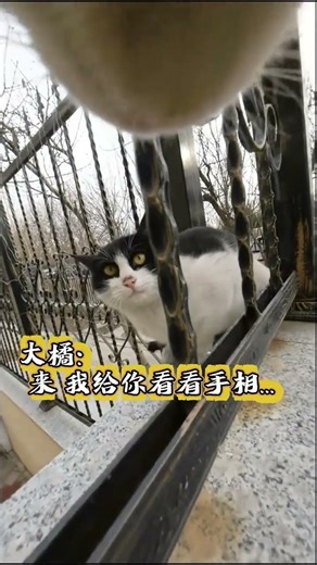 Cat's Day: A Glimpse into Feline Life