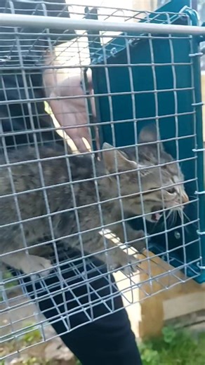 Merci à l'association les Aristochats Rioz pour le relais de prise en charge de ce petit loustic à cordes vocales très développé 😅 C'est un pur bonheur de travailler main dans la main entre association 😇🙏 #sauvetage #chat #ProtectionAnimale #assoleschatsperchés | Association Les Chats Perchés