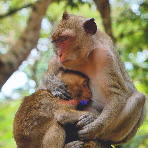 1.3K views · 31 reactions | Princess Female Monkey Nurse Big Baby Monkey #Monkey #Animals #Wildlife #Newborn | Monkey Life Daily | Facebook