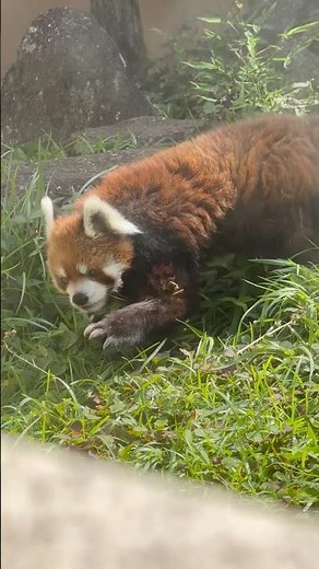 #shorts 本日のバースデー風太くん！！レッサーパンダ 千葉市動物公園にて 2026年7月5日