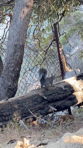 Western Gray Squirrel. Sierra Madre, California
