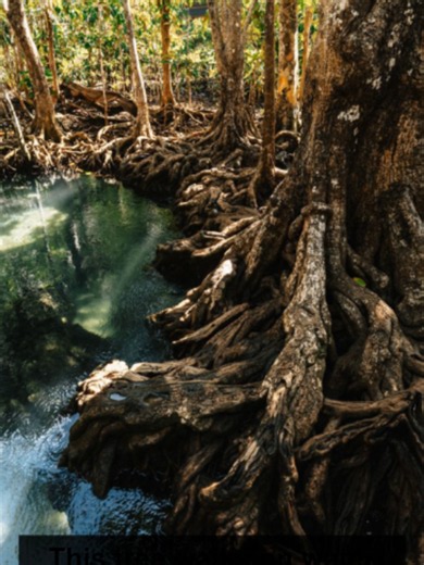 Have you ever seen a tree walk on water? 🌊 The red mangrove (Rhizophora mangle) comes pretty close. With its extraordinary arching prop roots, this tree stands where almost nothing else can survive — rooted in salt water, anchored in soft tidal mud, enduring the full force of tropical storms. And what it gives back is extraordinary. Red mangroves can reduce wave energy by up to 66%, forming natural barriers that shield coastal communities from hurricanes, storm surges, and tsunamis. Their dense