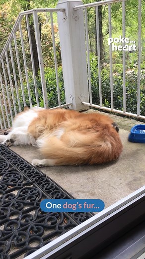 Bird Snatches Dog's Fur! 🐦 #birds #petantics #animalhumor #petshenanigans | Poke My Heart