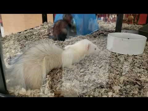 Ferrets At Petco.
