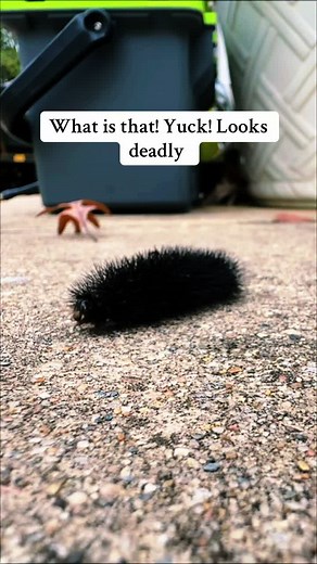 Giant Leopard Moth: Nature's Intriguing Find