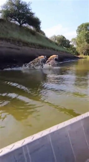 Hope Was Fading Fast… Until Courage Lit the Way Forward