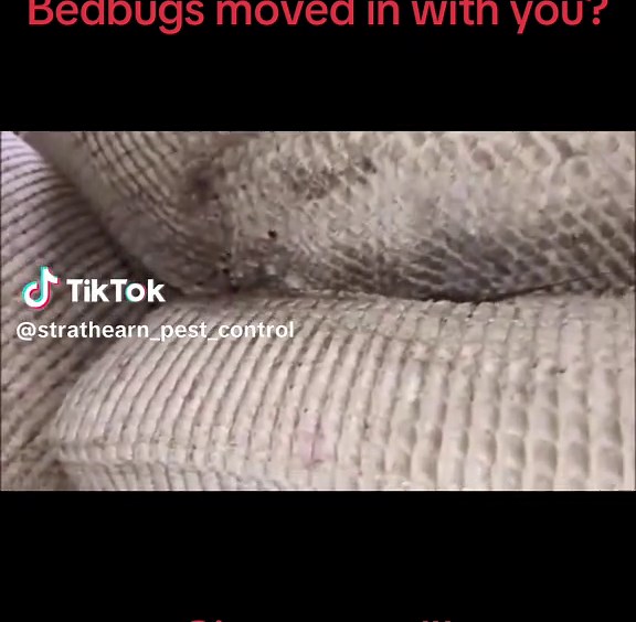 Effective Bedbug Removal Services in Scotland