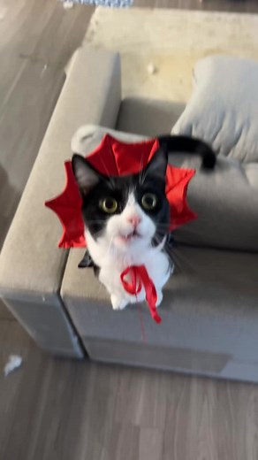 Nga (@purrmeownga)’s videos with Dracula Bach Organ - Toccata and Fugue & Haunted Organ & Dracula Organ