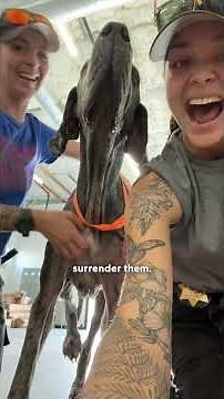 Abandoned Big Dogs Surprise Everyone By Being Huge Babies | The Dodo