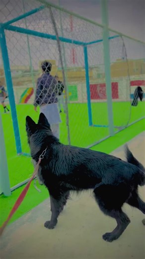 Beauty of Black German Shepherds on Display