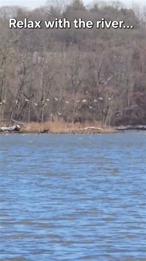River Waves & Ducks — Peaceful Calm Moment #calm #nature #peacefulwaves #relaxingsounds #birds