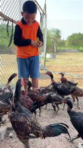 Raising chickens 🤗