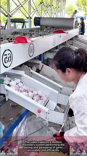 Garlic Packaging Line || Agricultural Technology