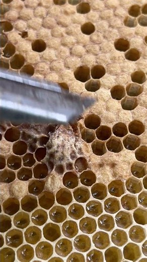 "Beekeeping Mistakes to Avoid: Keeping Weak Queen Cells 🐝"