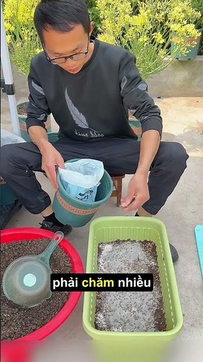 Cách trồng cây dưa hấu trong chậu ban công sân vườn