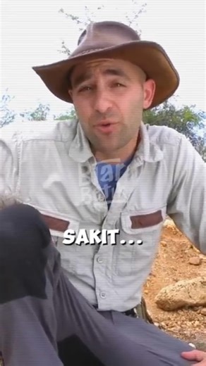 LEMBAB DAN GILA...Cicak Dengan Gigitan Paling Menyakitkan? Biar Betik!! #shorts