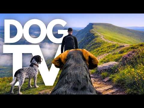 TheDogCam | 10hrs of Mountain Trail Virtual Dog Walks Across Open Landscapes 🐾🏔️ GoPro Dog POV