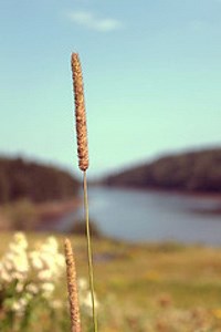 Local Artist's Work on Display This Month