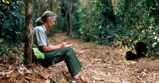 AWS' AI to transform research data on chimpanzees