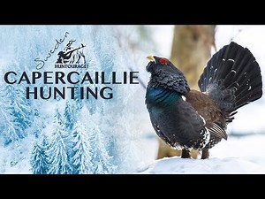 Toppjakt på tjäder och orre i Sverige 2020 | Capercaillie and Black Grouse Snow Stalking In Sweden