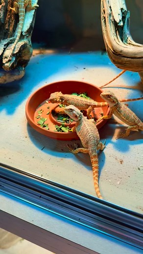 I want to start an argument. 👀At The Shaggy Dragon Hut, we don’t believe in bathing bearded dragons daily.Daily soaks are one of the most misunderstood ‘care tips’ in the beardie community — and we think it’s time to talk about it.We only soak for health reasons, not routine.What do you think — agree or disagree? 👇 Let’s hear your experience.#BeardedDragonCare #BeardedDragon #ReptileCare #ExoticPets #ReptileLovers #PetTips #BeardieCare #ReptileEnthusiast #TheShaggyDragonHut | The Shaggy Dragon