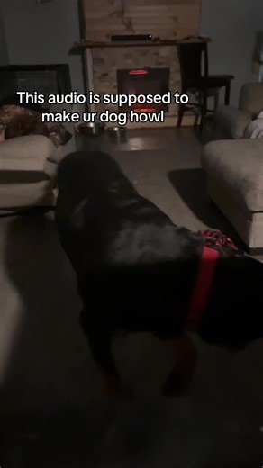 Well it worked | Dog Howling