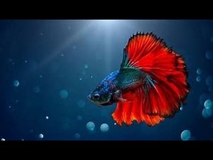 10 Hours Of Fishies Relaxing, Sleep Mode