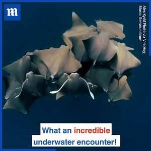 20K views · 604 reactions | STUNNING: Dozens of Cownose Rays swim together off the coast of Western Australia  via ViralHog | Daily Mail Video | Facebook