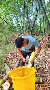 80K views · 291 reactions | memanen bambu muda #tiraibambu #negaratiraibambu #ASMR #cutting #bambooshoot #cuttingbamboo #satisfying #relaxing #harvest #farmer #farmerbambooshoot #nature #bambu #bambukuning #bambumuda #rebung #rebungbambu #tumisrebung #panenrebung #petanirebung #bambuhitam #motongbambu #bambubekasbangunan #笋 #bamburebus | Studio All | Facebook
