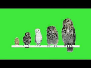 Owls green screen footage