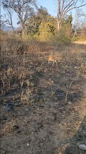 Deer Crossing the Road | Majestic Wildlife Moment Caught on Camera #widlife #nationalwildlifeday