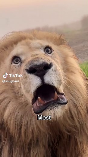 Female Lions With Manes: Behavior & Facts