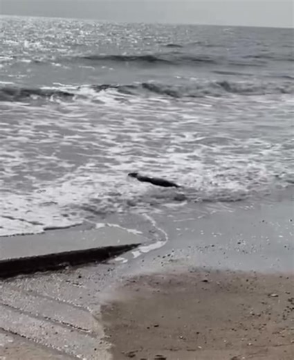 Sugar snap pea released 24.07.23 🌊 Sugar was our very first rescue of the fruit and veg season and was just a day or two old when we picked her up! She weighed only 8kg and still had her umbilical cord attached! Once we were sure that mum was not coming back for her, we took her to our hospital 🏥 It took her a while to learn how to be independent enough to be returned to the wild but with a lot of patience from our keepers she finally got there and was showing all the right signs to finally be