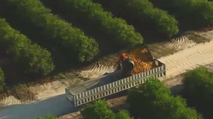 Exploring the Evolution of Donkey Farming and Processing