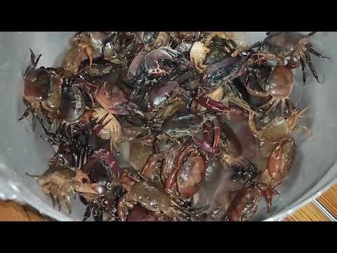 Pickled rice field crabs to add to spicy papaya salad!