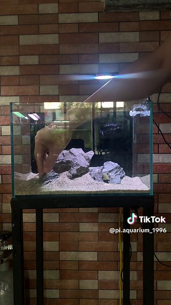 Setup Bể Để Bàn Siu đẹp Chỉ với 500💸 #xuhuong #piaquarium #thuysinh #yeuthuysinh #bểcamini #thuysinhthungxop #becathungxop