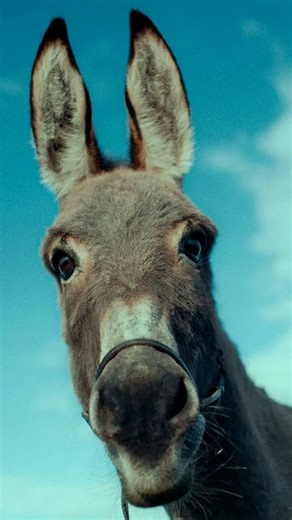 Une conversation qui laisse un vague à l'âne. « EO », un film de Jerzy Skolimowski à voir jusqu'au 04 décembre 2025 sur arte.tv 🫏 | Arte Cinema