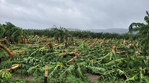 Asciende a $47.5 millones pérdidas de cultivos tras el paso de Isaías