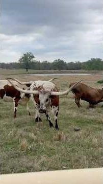 Fishing Lake Fork (Day 1)