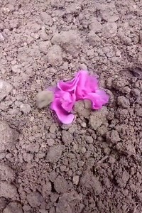 25K views · 175 reactions | The Magic of Nature | Nature and Animals | Facebook