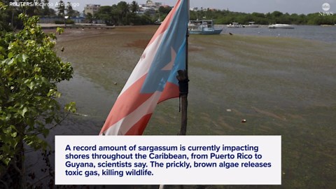 Why scientists are concerned over the record amount of seaweed in the Caribbean